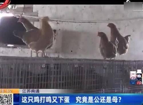 鸡公打鸣视频,清晨唤醒自然的和谐旋律