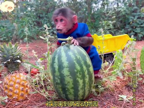 动物世界西瓜在线播放,探秘自然奇观，共赴生态盛宴